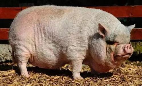 小猪崽子爆料视频大全,揭秘娱乐圈幕后真相