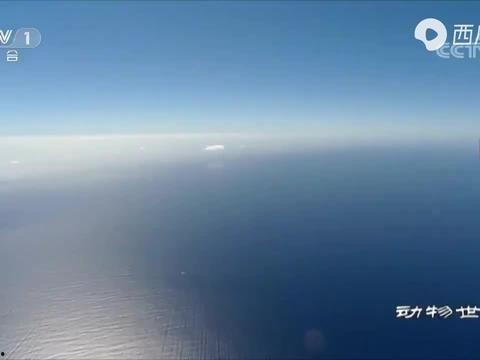 海洋最新爆料新闻,最新海洋发现揭示神秘生物世界